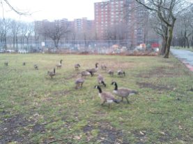 Canadian Geese at Rochdale Village, Jamaica, Queens, NY