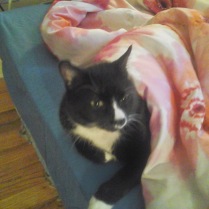 Sylvester aka Undercover Kitty
