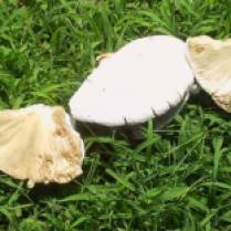 Mushrooms/Toadstools