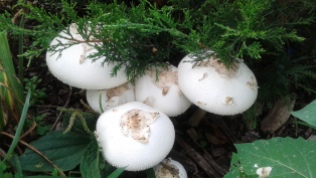 Mushroom/Toadstool Spawn